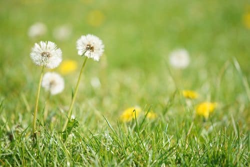 dandelions