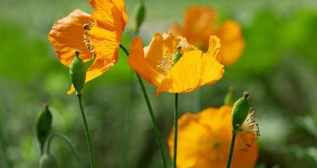 poppy-5213347_640
