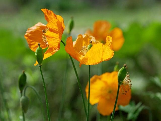 poppy-5213347_640