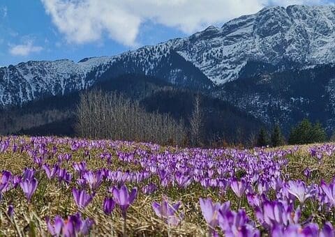 crocuses-7168365_640
