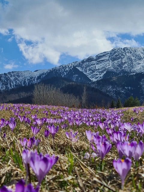 crocuses-7168365_640