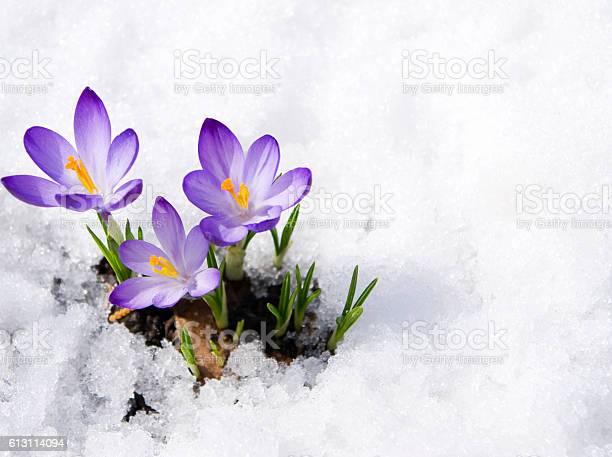 three purple crocuses in snow
