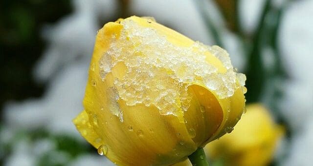 tulip-in-the-snow-5162402_640