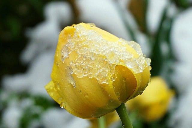 tulip-in-the-snow-5162402_640