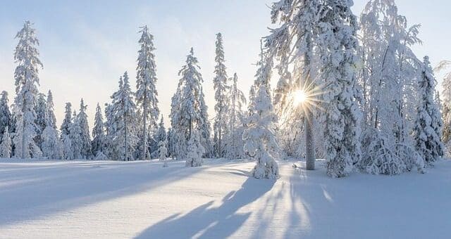 winter-trees-4830285_640