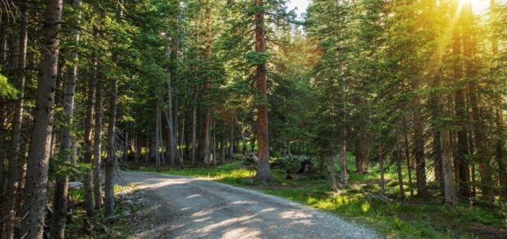 Hike through Sunny Colorado trail.