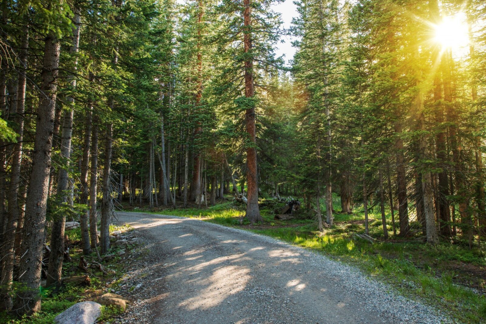 Hike through Sunny Colorado trail.