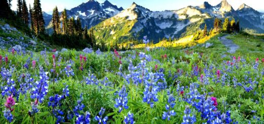 Purple flowers set against a backdrop of Colorado mountain range.
