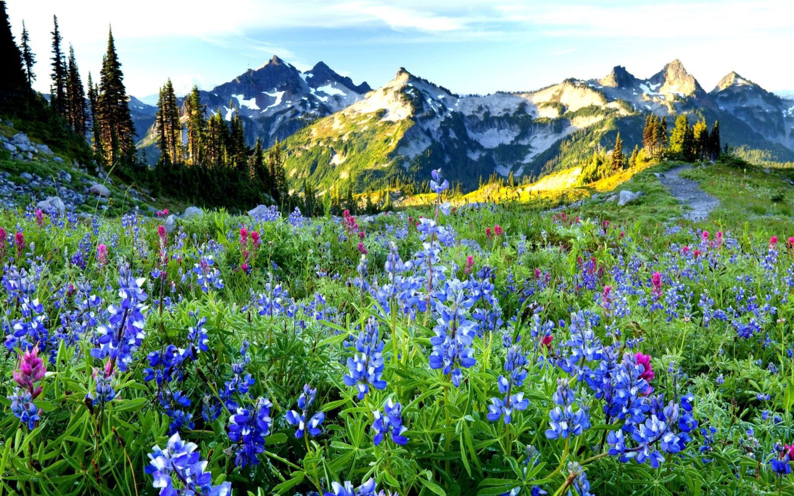 Purple flowers set against a backdrop of Colorado mountain range.
