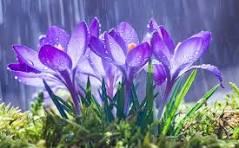 Purple flowers being watered.