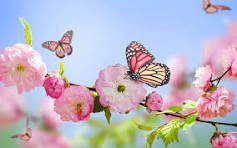Three butterflies flying around a pink rose flower.