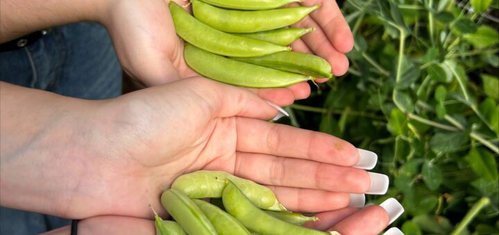 Two students holding peas in their hands, with the pea plant visible in the background