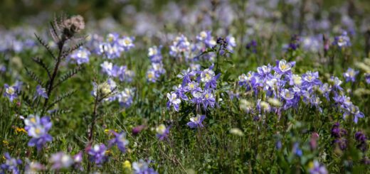 Purple flowers blooming in a field on a sunny, pleasant day.