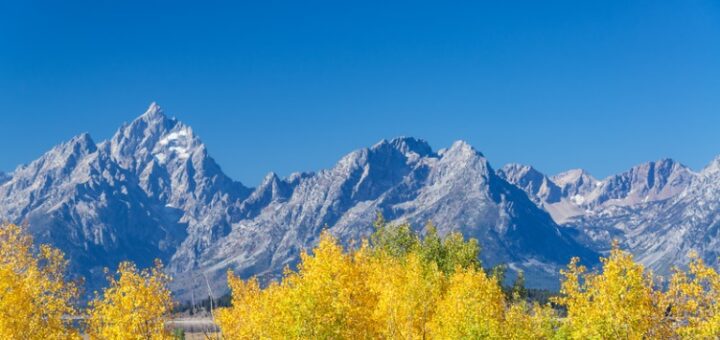 Snowy Aspen Trees and Mountains